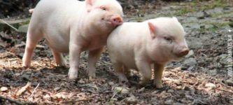 A+couple+of+adorable+piglets