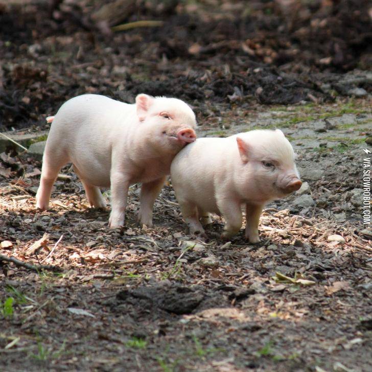 A+couple+of+adorable+piglets