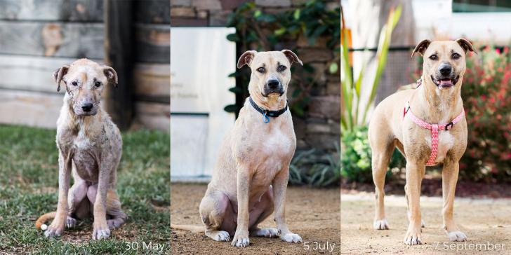 Before+and+after%3A+Tilly+the+neglected+dog