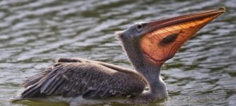 The+way+the+sun+hit+this+pelican+made+it+so+you+can+see+the+fish+in+its+mouth