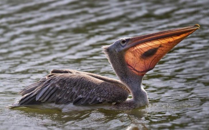 The+way+the+sun+hit+this+pelican+made+it+so+you+can+see+the+fish+in+its+mouth