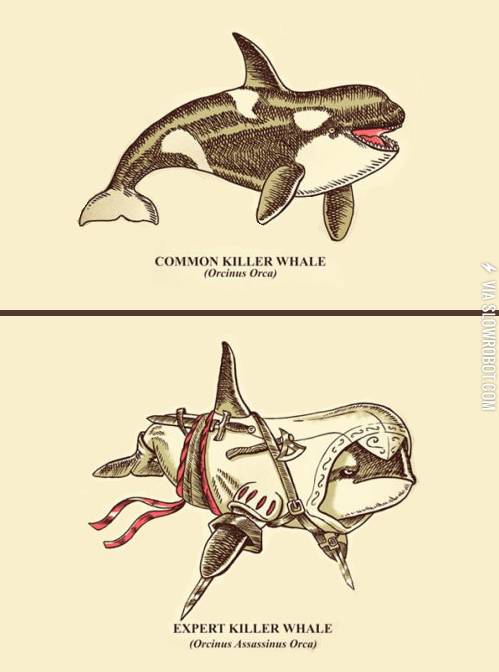The+expert+killer+whale.
