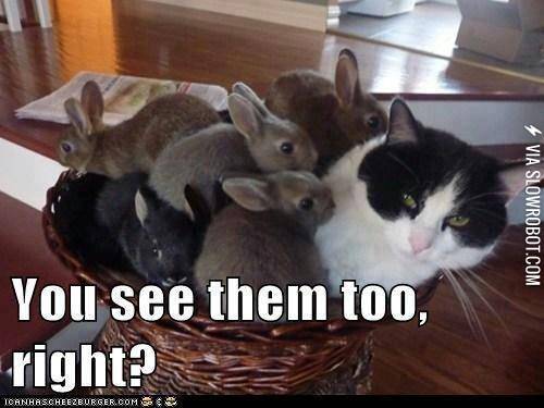 Attack+of+the+adorable