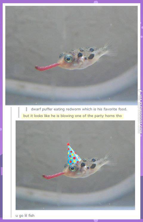 Birthday+party+fish.