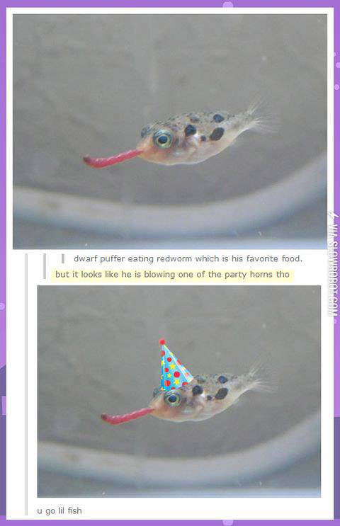 Birthday+party+fish.