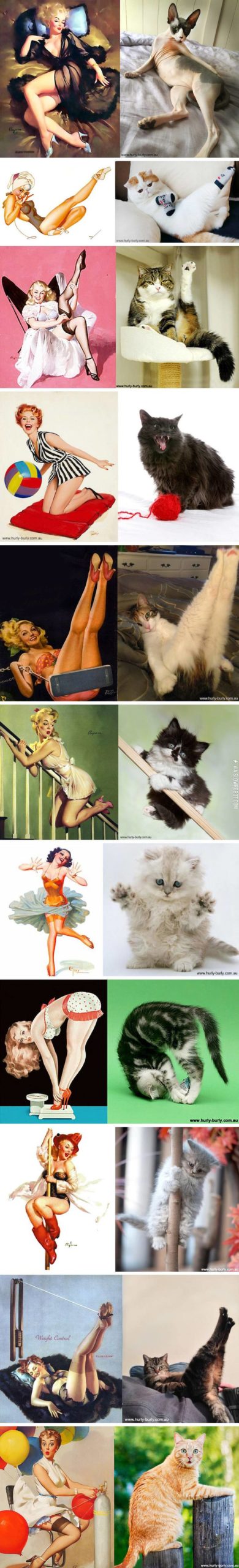 Cats+that+pose+like+pin-up+girls.