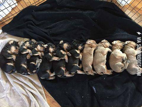 Puppy+printer+ran+out+of+ink