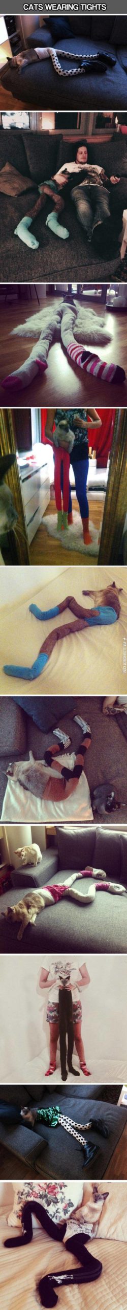 Cats+Wearing+Stylish+Tights