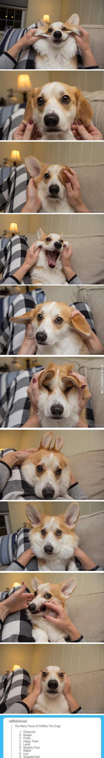 The+Many+Faces+Of+A+Corgi