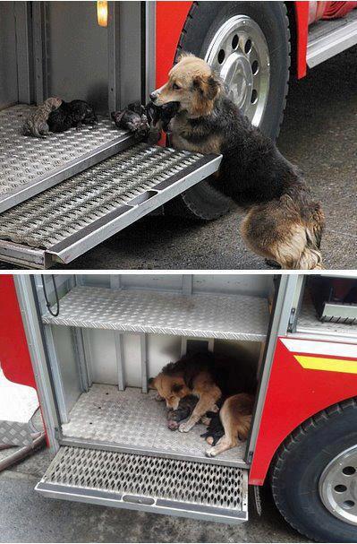 Dog+saves+all+her+puppies+from+a+house+fire%2C+and+put+them+to+safety+in+one+of+firetrucks