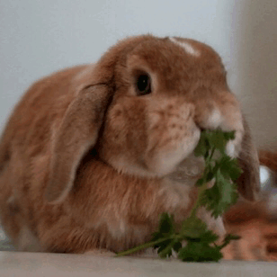 Bunny+eating