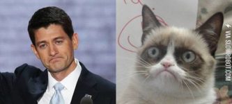 Doppelg%C3%A4ngers%3A+Paul+Ryan+and+Grumpy+Cat.