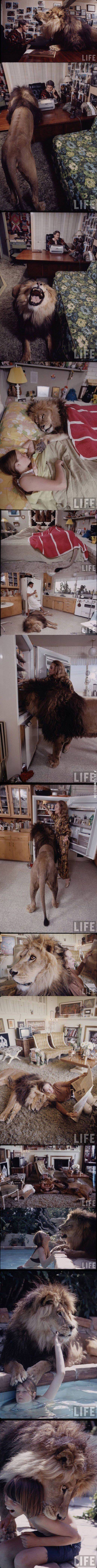 Living+with+a+lion.
