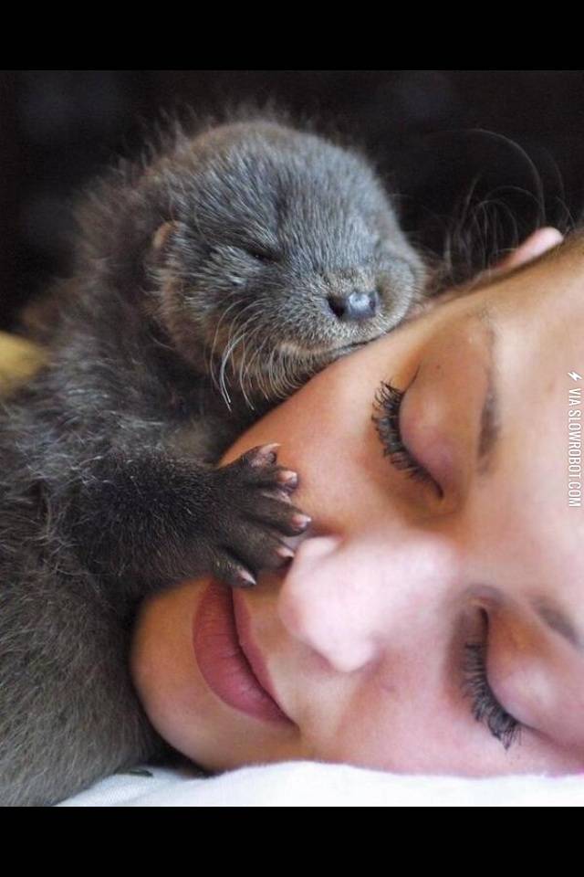 Baby+otter.