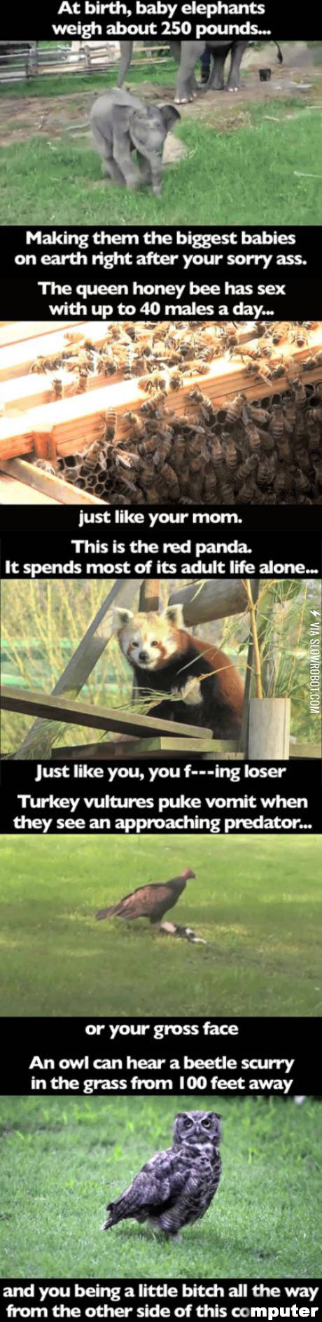 Some+facts+about+animals.