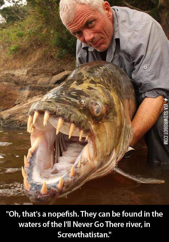 Wait%2C+I+Recognize+That+Fish