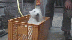 Just+a+baby+polar+bear+getting+a+wash+down.