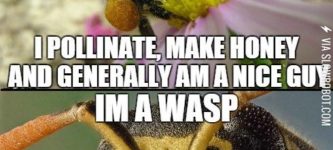 Wasps+are+total+dicks