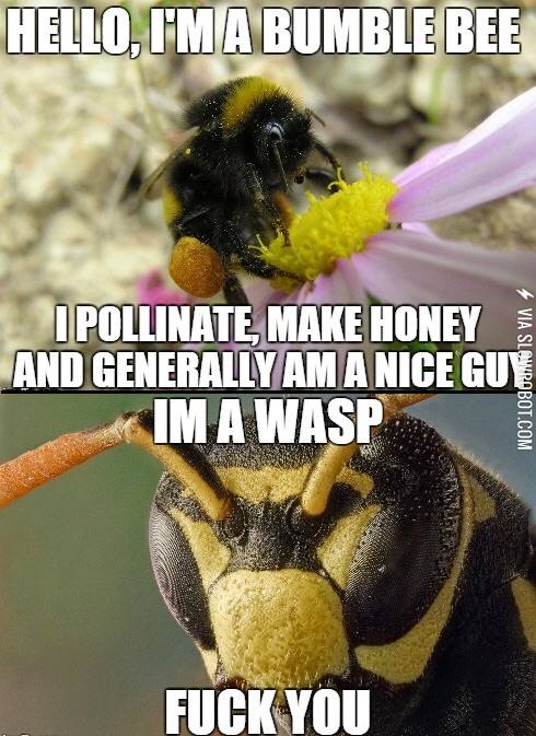 Wasps+are+total+dicks