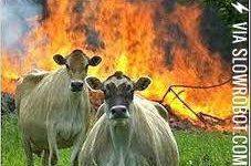 Evil+Cows%21