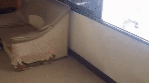 Has+anyone+seen+Chance%3F