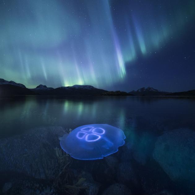 Jellyfish+under+the+Aurora+Borealis+off+the+coast+of+Northern+Norway