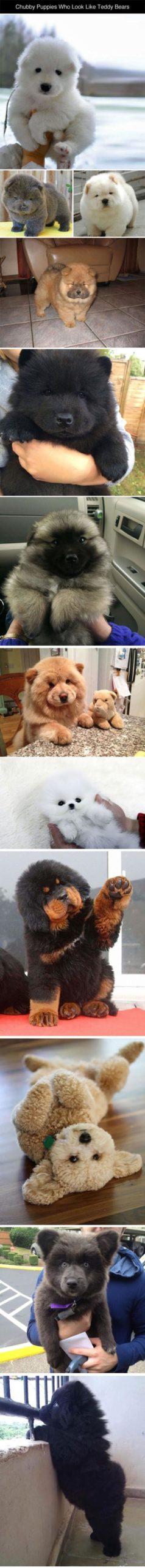 Chubby+Puppies+Who+Look+Like+Teddy+Bears
