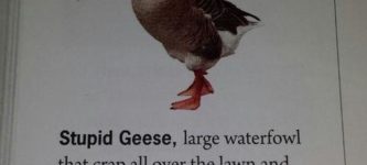 The+author+does+not+like+geese