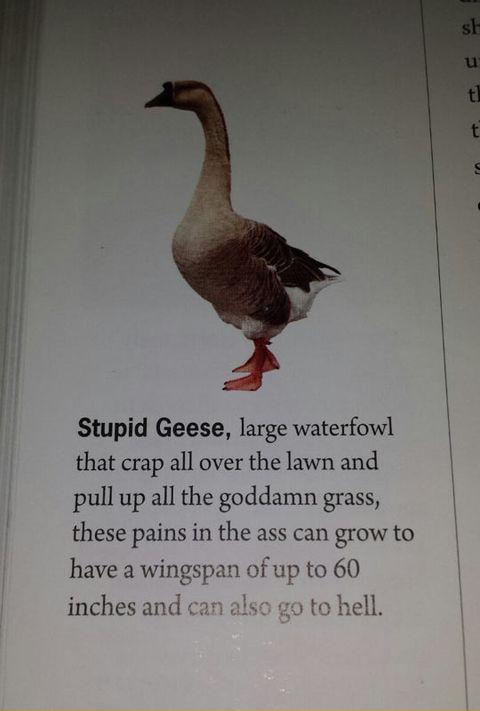 The+author+does+not+like+geese