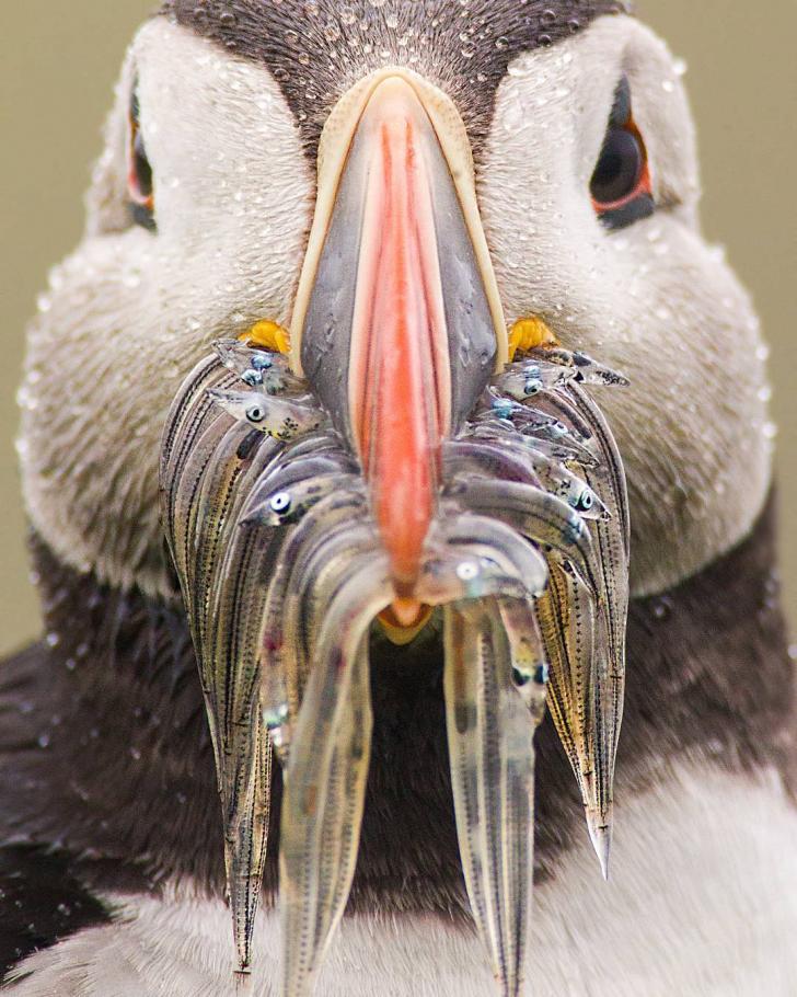 Puffin+with+a+beak+full+of+fish