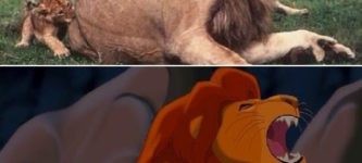 Lion+King+in+real+life