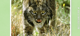 MOST+Endangered+wildcat+in+the+world+%28approx.+200+left%29