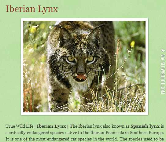 MOST+Endangered+wildcat+in+the+world+%28approx.+200+left%29