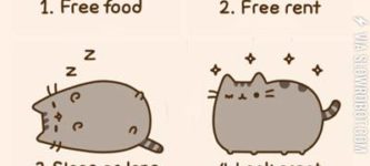 Six+reasons+you+should+consider+being+a+cat.