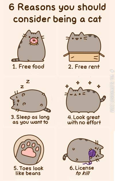 Six+reasons+you+should+consider+being+a+cat.