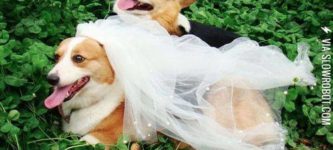 When+corgis+get+married.