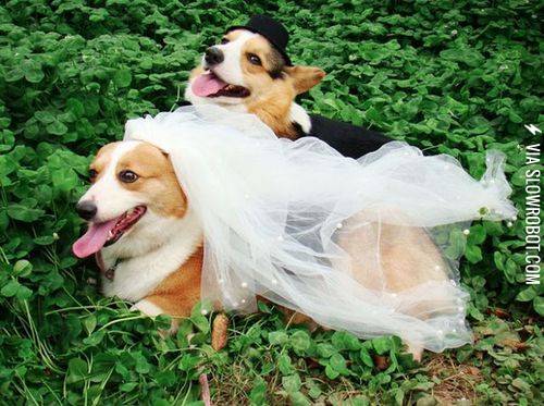When+corgis+get+married.