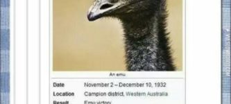 Emus.