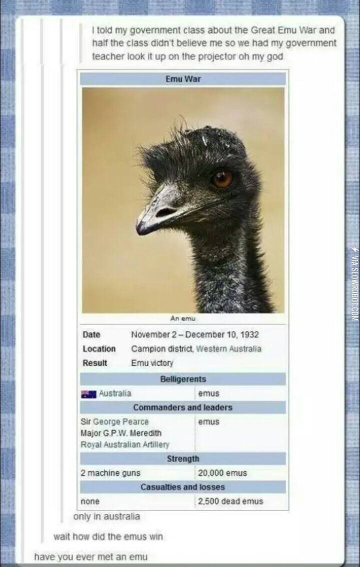 Emus.