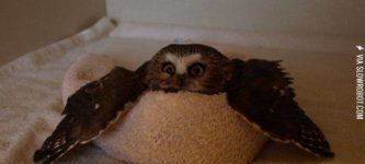 Owl+on+a+towel