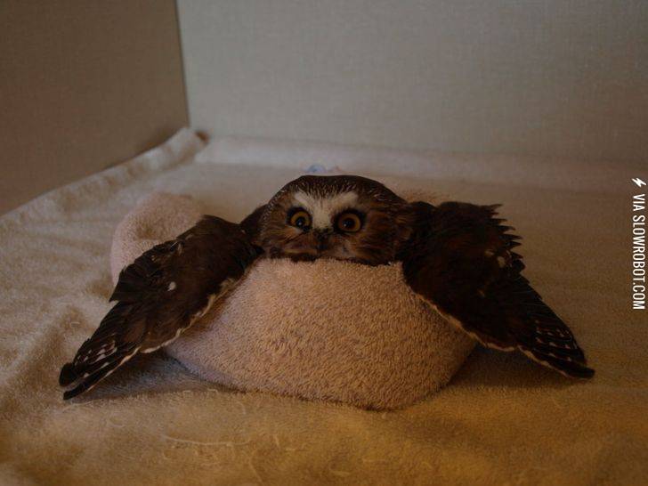 Owl+on+a+towel