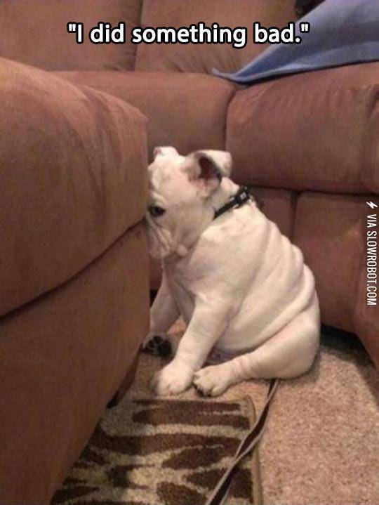 The+Face+Of+Pure+Guilt