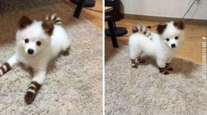 Cutest.+Puppy.+Ever.