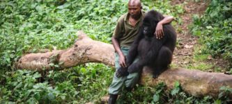 Man+sits+by+this+gorilla+after+its+mother+died
