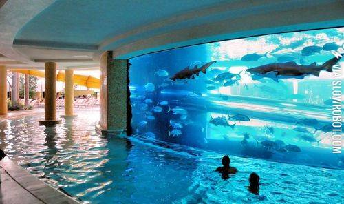 The+pool-aquarium.