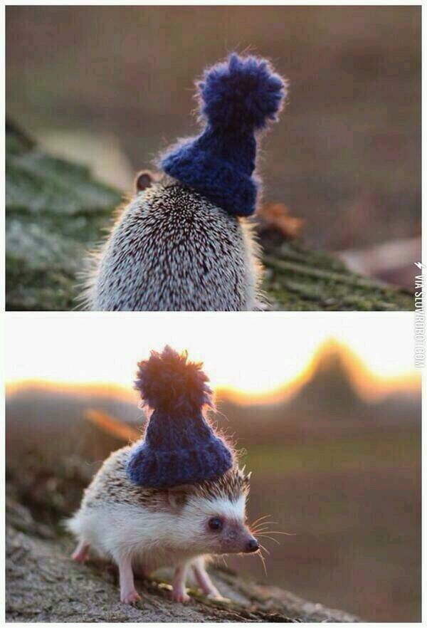 Just+a+hedgehog+wearing+a+beanie.