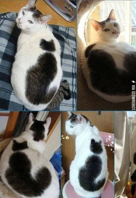 Kitten+Within+A+Kitten