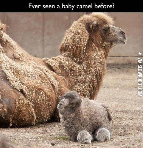 Ever+seen+a+baby+camel+before%3F