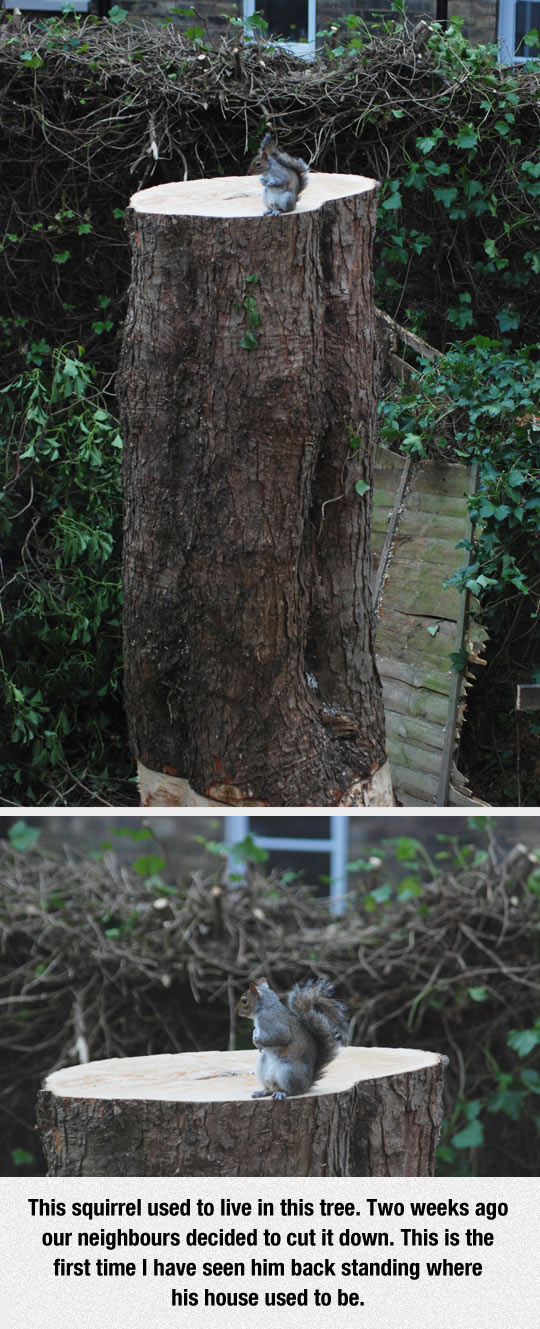 My+neighbor+is+a+monster