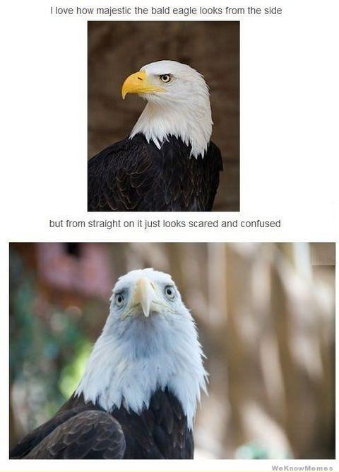 Just+Like+an+American